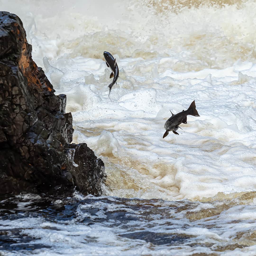 2 Coho salmon jumping out of the water at Batchawana Falls