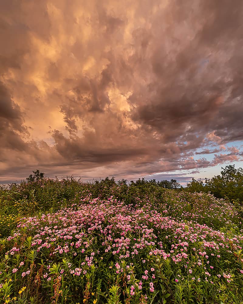 Flowers, clouds, and golden light.